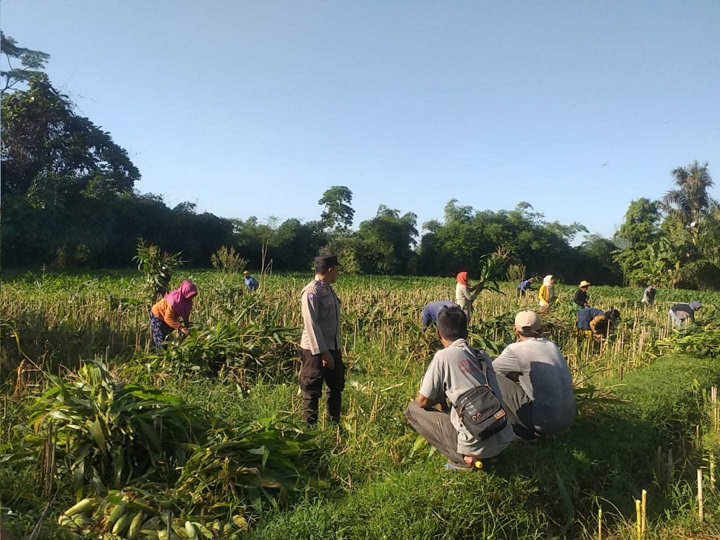 Bhabinkamtibmas Desa Jagaraga Aktif Dorong Ketahanan Pangan Lokal