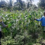 Bhabinkamtibmas Dorong Swasembada Pangan di Desa Montong Are