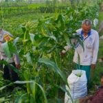 Kuripan Utara Siapkan Pola Tanam Adaptif di Musim Tak Menentu