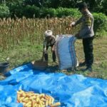 Bangun Pagi: Rahasia Sukses dan Bahagia Terungkap?