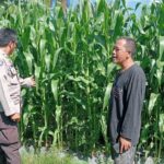 Polsek Lembar Dampingi Petani Jagung di Gunung Gundil