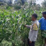 Bhabinkamtibmas Montong Are Dorong Ketahanan Pangan Melalui Pendataan Petani Jagung