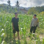 Polisi Desa Cendi Manik Dorong Ketahanan Pangan Lewat Pendampingan Petani Sekotong