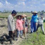 Polri Dukung Swasembada Pangan, Bhabinkamtibmas Montong Are Gandeng Petani