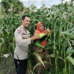 Pekarangan Produktif, Desa Aman: Inisiatif Ketahanan Pangan Bhabinkamtibmas Labuapi