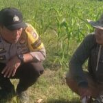 Bhabinkamtibmas Karang Bongkot Dukung Petani Jagung Manis Eksotik Lombok Barat