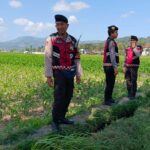 Polres Lombok Barat Pantau Lahan Jagung di Desa Tempos untuk Dukung Swasembada Pangan