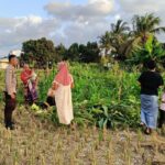 Polsek Kuripan Dukung Petani Jagung di Kumbung Barat Wujudkan Ketahanan Pangan