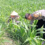 Sinergi Polisi dan Petani Bhabinkamtibmas Kuripan Galakkan Pemanfaatan Pekarangan Rumah