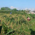 Langkah Nyata Polsek Labuapi Wujudkan Swasembada Pangan